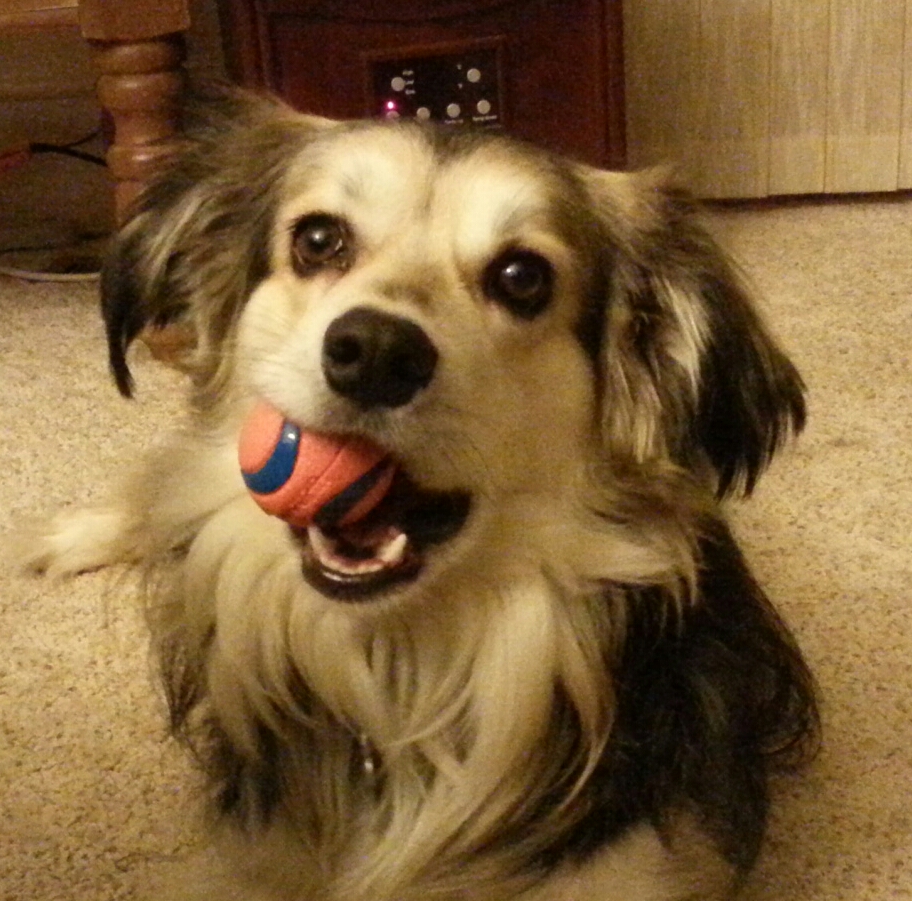 Bailey - August 2016